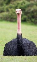 Ostrich Wallpaper ảnh chụp màn hình 2