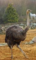 Ostrich Wallpaper ảnh chụp màn hình 3