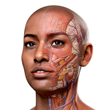 Complete Anatomy APK