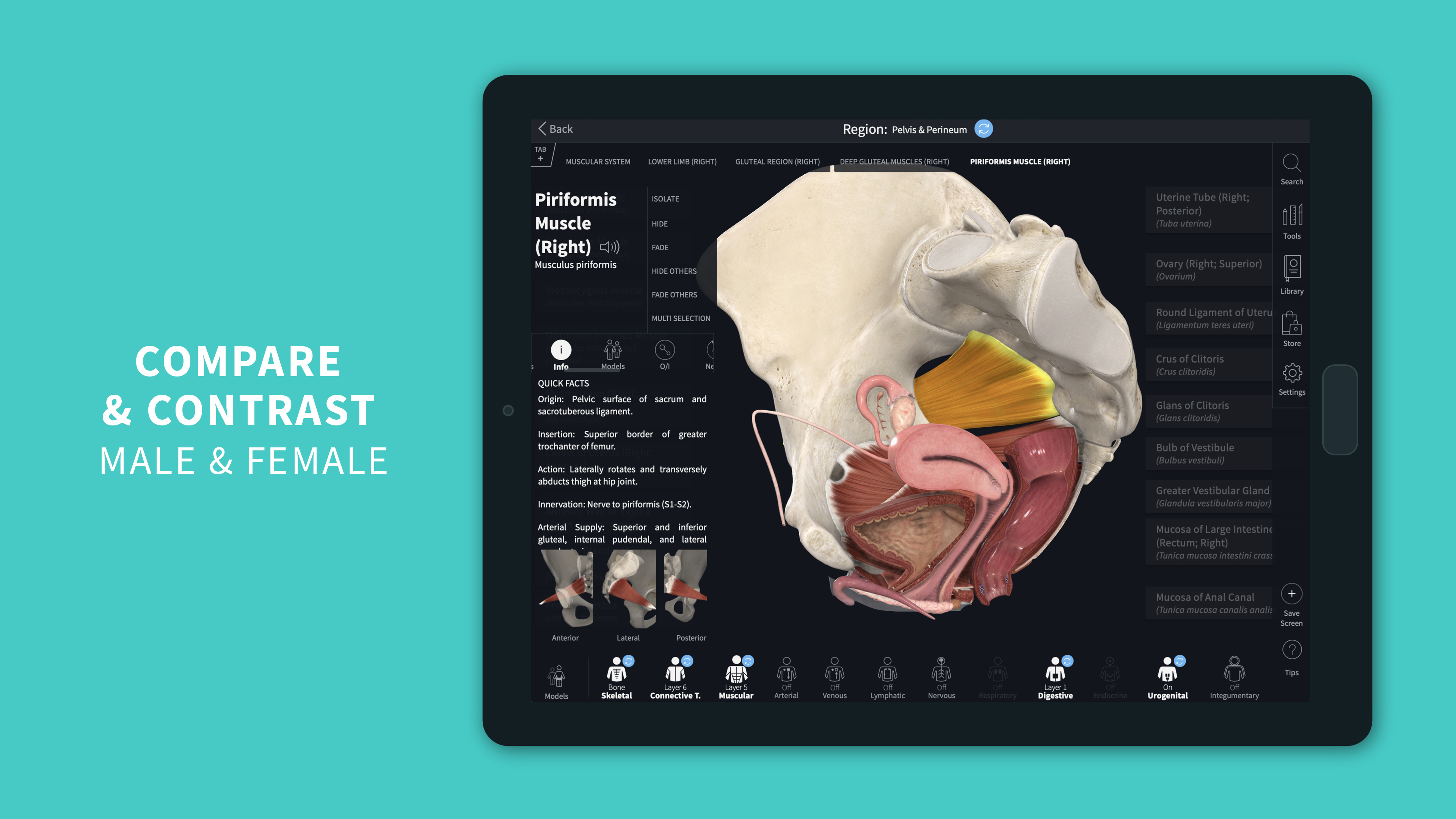 Complete Anatomy 2024 APK 10.0.0安卓下載 Anatomy 2024 XAPK