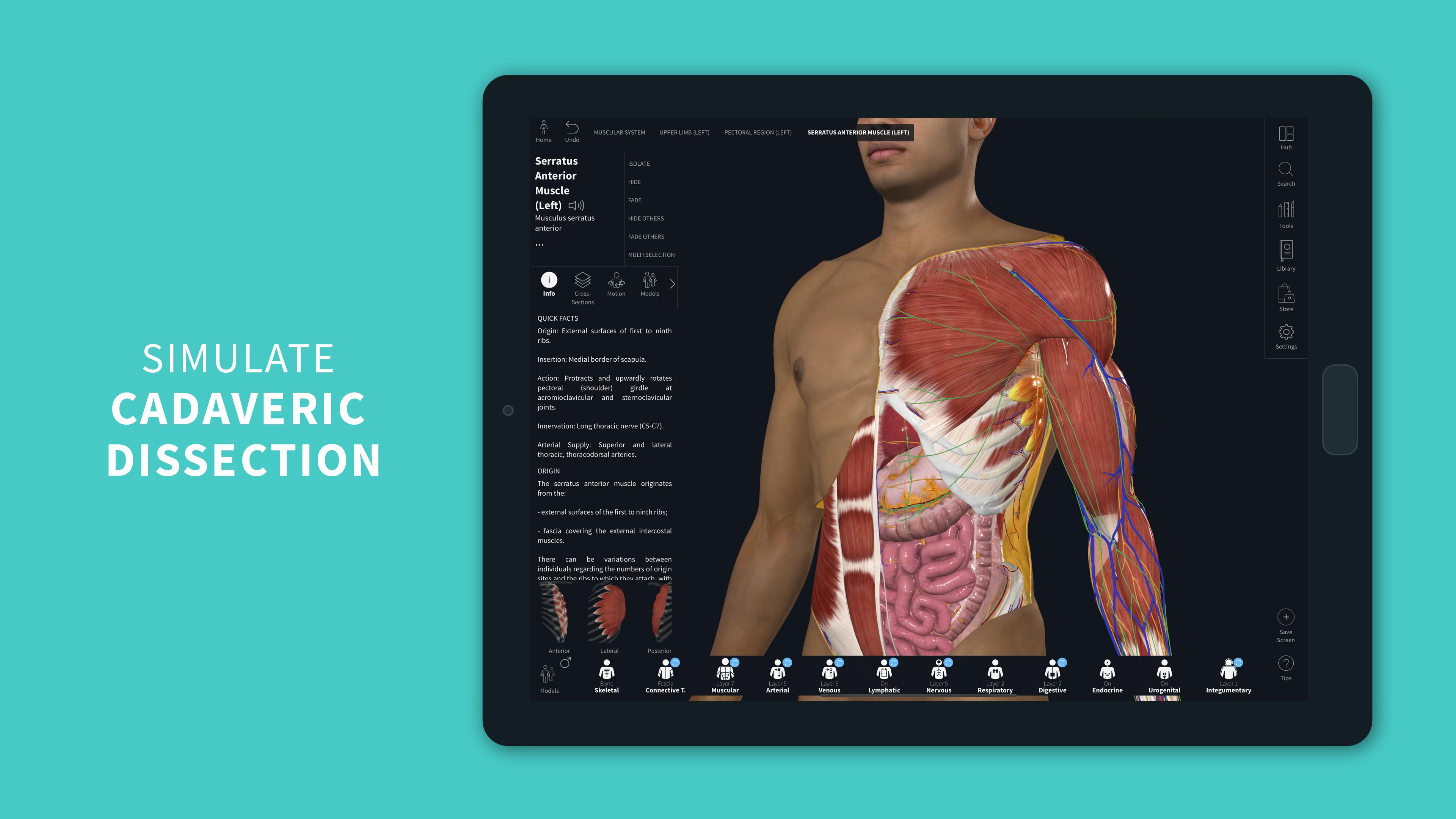 pectoral girdle and upper limb (7.4) Flashcards