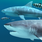 Sharks 3D - Live Wallpaper أيقونة