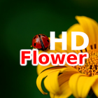 Wallpaper Beautiful Flowers HD icon