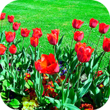 Imagenes de flores de regalo