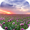Spring LiveWallpaper