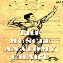 Muscle Anatomy  Chart APK