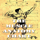 Muscle Anatomy  Chart icône