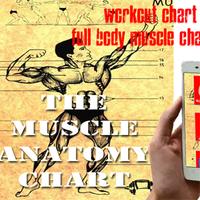 Muscle Anatomy  Chart Affiche