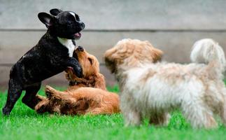 Puzzle - Dogs and Puppies Affiche