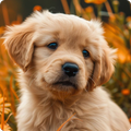 ”Cute Puppy Wallpapers