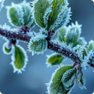 HD Nature Wallpaper icon
