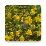 Sendero Interpretativo Educativo de Flora de Monte