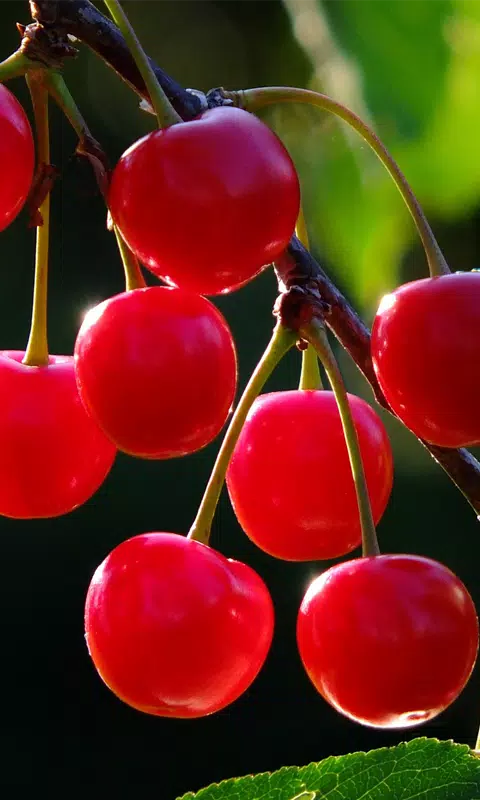 New Cherry Cherry Wallpaper APK for Android Download