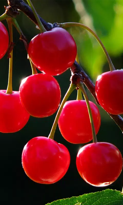 New Cherry Cherry Wallpaper APK for Android Download New Cherry Cherry Wallpaper APK for Android Download