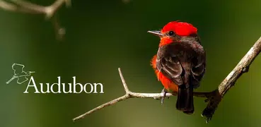 Audubon Bird Guide