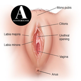Vagina Anatomía