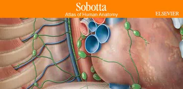Sobotta Anatomy