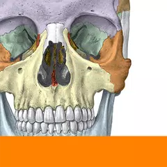 Sobotta Anatomy APK download