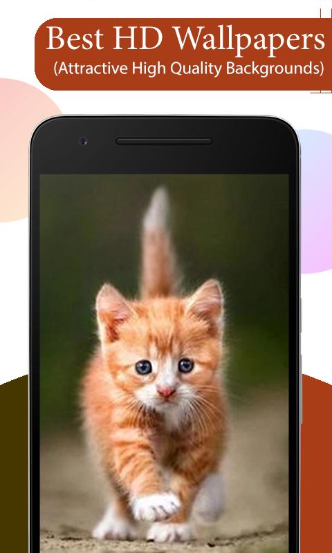 Cute Cat Wallpapers HD APK for Android Download