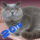 British Shorthair Cat Wallpaper HD APK