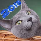 Russian Blue Cat Wallpaper News icono