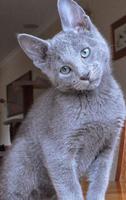 Russian Blue Cat Wallpaper News 截图 1