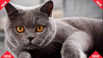 Russian Blue Cat Wallpaper News captura de pantalla 3