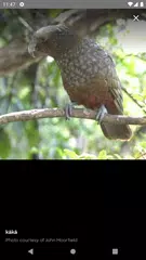 Te Aka Māori Dictionary APK Herunterladen