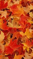 Autumn wallpaper screenshot 2