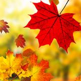 Autumn Live Wallpaper 2021 – HD Effect Backgrounds icône