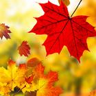 Autumn Live Wallpaper 2021 – HD Effect Backgrounds icono