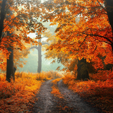 Autumn Wallpaper-APK