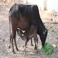 Animal Husbandry