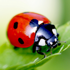 Coccinelle Live Wallpaper icône