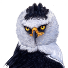 Aves de Costa Rica アイコン
