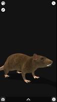 Rattus AR पोस्टर