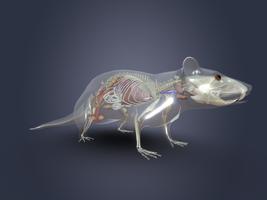 Rattus AR स्क्रीनशॉट 3