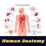 Human Anatomy