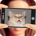 What cat am I?