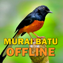 Kicau Suara Burung Murai Batu MP3 Offline APK