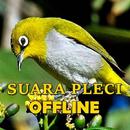 Kicau Suara Burung Pleci Gacor MP3 Offline APK