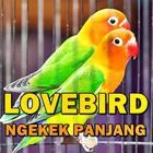 Suara Lovebird Ngekek Panjang MP3 Offline icône