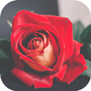 Rose Wallpapers : A Sign Of Love APK