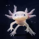 Axolotl Wallpaper Cute HD & 4K APK