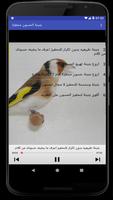 بتبتة الحسون محفزة poster