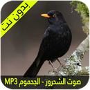 APK صوت الشحرور الاسود الجحموم