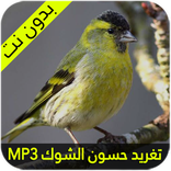 تغريد حسون الشوك