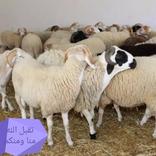 ملصقات عيد الأضحى 2021WAStickerApps