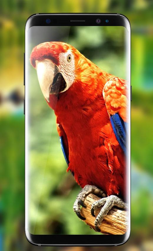 wallpaper burung dan latar belakang hd for Android - APK Download