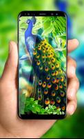 Peacock Live Wallpaper :  HD Colorful Backgrounds پوسٹر